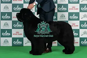 Thursday Prints: Newfoundland Best of Breed Crufts 2026