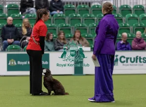 Crufts 2026 Rally Prints: Nicola Mueller with Mollie