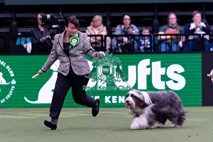Bearded Collie Prints: Nicola Whelan from Wickham with Perri