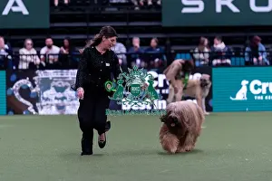 Briard Prints: Nikki Rual-Keogh from Cardiff, Wales with Wolfie