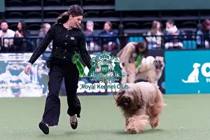 Briard Prints: Nikki Rual-Keogh from Cardiff, Wales with Wolfie