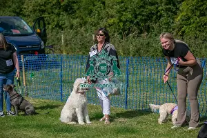 North East Dog Festival 2024 Prints: North East Dog Festival 2024 Candid Shot Prettiest Crossbreed Bitch Class