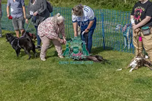 North East Dog Festival 2024 Prints: North East Dog Festival 2024 Scruffts Heats Prettiest Crossbreed Bitch Class