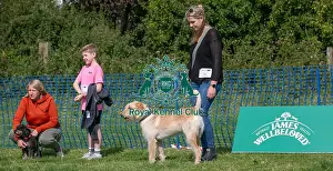 Second Place Prints: North East Dog Festival 2024 Scruffts Heats Scruffts Family Crossbreed Of The Year Competition