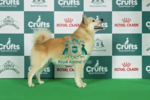 Thursday Prints: Norwegian Buhund Best of Breed Crufts 2026