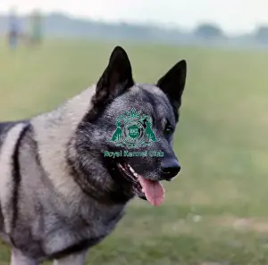 Norwegian Elkhound