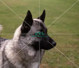Norwegian Elkhound