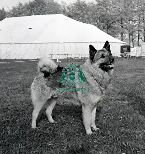 Black And White Image Prints: Norwegian Elkhound