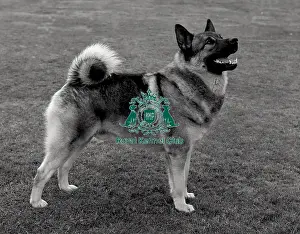 Black And White Image Prints: Norwegian Elkhound
