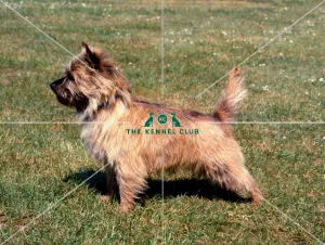 Norwich Terrier