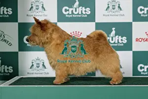 Friday Prints: Norwich Terrier Best of Breed Crufts 2026