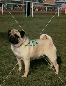 Pug