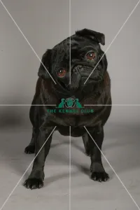 Pug Pug