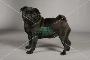 Pug Pug