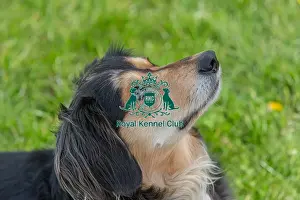 Nottinghamshire. Headshot Dog Only Good Citizen Dog Scheme Class