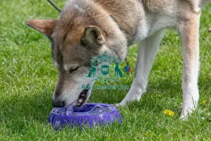 21st April 2024 Prints: Nottinghamshire. Headshot Dog Only Newark Scruffts Heat