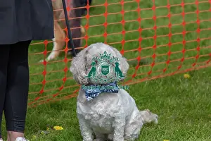 Nottinghamshire. Headshot Dog Only Newark Scruffts Heat
