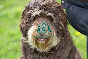 21st April 2024 Prints: Nottinghamshire. Headshot Dog Only Newark Scruffts Heat