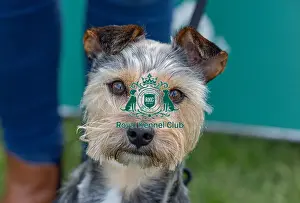 21st April 2024 Prints: Nottinghamshire. Headshot Dog Only Newark Scruffts Heat