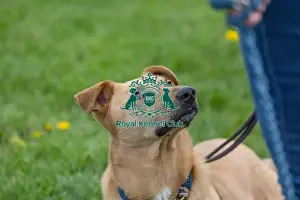 21st April 2024 Prints: Nottinghamshire. Headshot Dog Only Newark Scruffts Heat