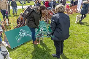 21st April 2024 Prints: Nottinghamshire. Judging Most Handsome Dog Class