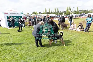 21st April 2024 Prints: Nottinghamshire. Judging Most Handsome Dog Class