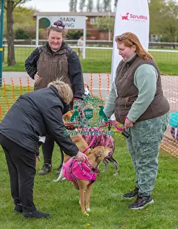 21st April 2024 Prints: Nottinghamshire. Prettiest Bitch Class Judging