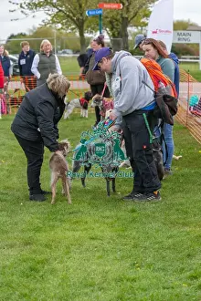 21st April 2024 Prints: Nottinghamshire. Prettiest Bitch Class Judging