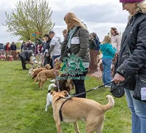 21st April 2024 Prints: Nottinghamshire. Scruffts Heat Most Handsome Dog Class