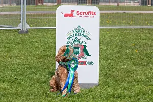 Good Citizen Dog Scheme Class Prints: Nottinghamshire. Second Place Scruffts Heat James Wellbeloved