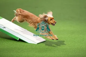 Main Arena Prints: Novice Cup final
