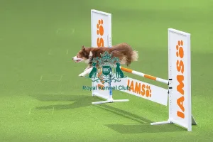 Main Arena Prints: Novice Cup Intermediate