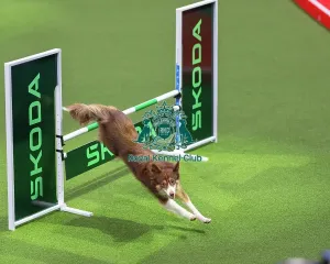 Main Arena Prints: Novice Cup Intermediate