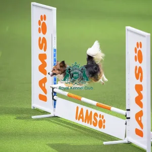 Main Arena Prints: Novice cup small