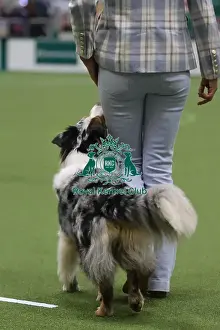 Obedience Prints: Obedience Bitch Championships 2026