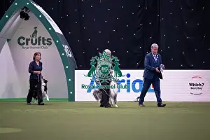 Saturday Prints: Obedience Champion Display