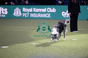 Saturday Prints: Obedience Champion Display