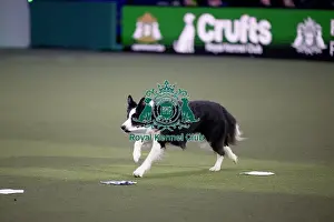 Saturday Prints: Obedience Champion Display
