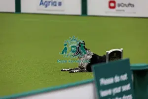 Obedience Ring Prints: Obedience Championship (Bitches) - Crufts 2026 Obedience Championship (Bitches) - Crufts 2026