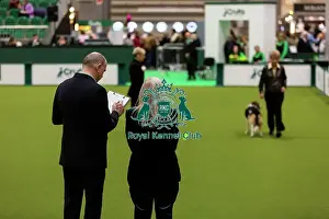Obedience Ring Prints: Obedience Championship (Bitches) - Crufts 2026 Obedience Championship (Bitches) - Crufts 2026