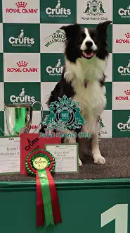 Crufts 2026 Obedience Prints: Obedience Championship Bitches Winner - Crufts 2026 Obedience Championship Bitches Winner - Crufts 2026
