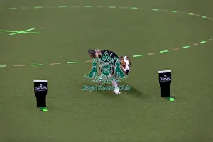 Obedience Ring Prints: Obedience Championships (Bitches) - Crufts 2026
