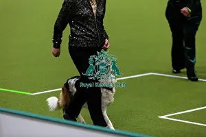Obedience Ring Prints: Obedience Championships (Bitches) - Crufts 2026