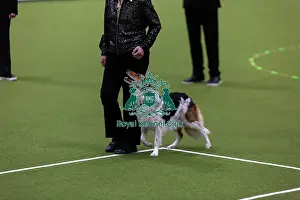 Obedience Ring Prints: Obedience Championships (Bitches) - Crufts 2026