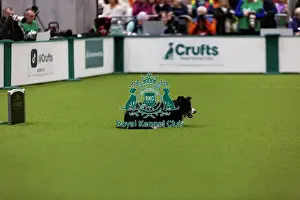 Obedience Ring Prints: Obedience Championships (Bitches) - Crufts 2026