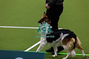 Obedience Ring Prints: Obedience Championships (Bitches) - Crufts 2026