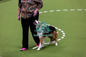 Obedience Ring Prints: Obedience Championships (Bitches) - Crufts 2026