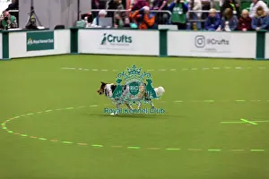 Obedience Ring Prints: Obedience Championships (Bitches) - Crufts 2026
