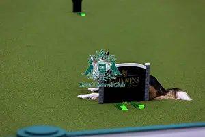 Obedience Ring Prints: Obedience Championships (Bitches) - Crufts 2026