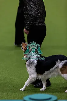 Obedience Ring Prints: Obedience Championships (Bitches) - Crufts 2026